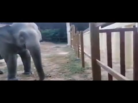 Kaavan The Elephant Touches Trunks With Female Elephant - New friends that Kavan met the elephant